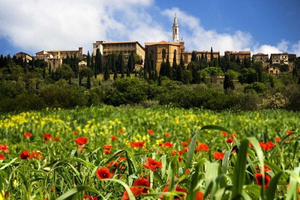 Italy, Poppies bloom below Pienza village